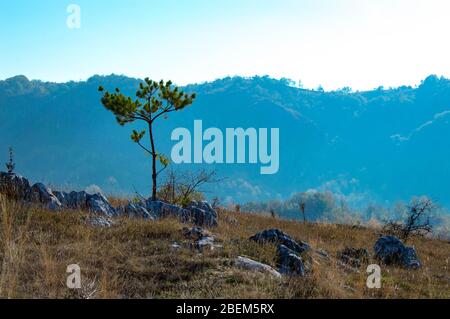 Serene scenery, background landscape with mountains in the distance, one single lonely tree in a rocky field surrounded by dried grass in the fall (ta Stock Photo