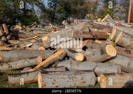 A pile of cut wooden logs, cut down tree trunks sawed and ready for production or to be used as firewood, timber or lumber in the forest, stop defores Stock Photo