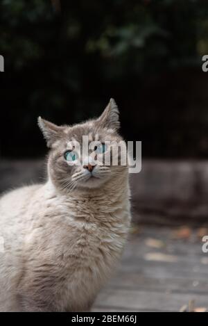 Beautiful White Blue-eyed cat in a green spring garden with bamboo Stock Photo