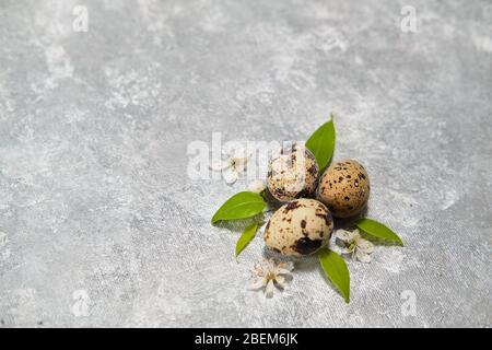 three quail eggs and green leaves - easter composition on gray background Stock Photo
