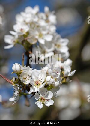 Flowering Nashi pear, Pyrus pyrifolia, in spring Stock Photo