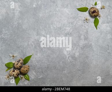 quail eggs pattern and green leaves on a gray background.  Stock Photo