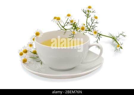 Chamomile cup with flowers isolated on white Stock Photo