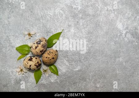 three quail eggs and green leaves - easter composition on gray background Stock Photo