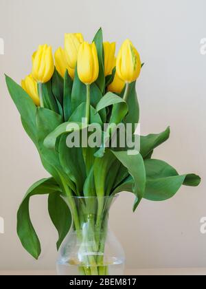 Bouquet of yellow tulips in a glass vase Stock Photo