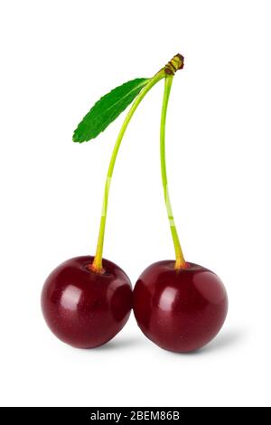 Pair of ripe cherry berries close up isolated on white Stock Photo