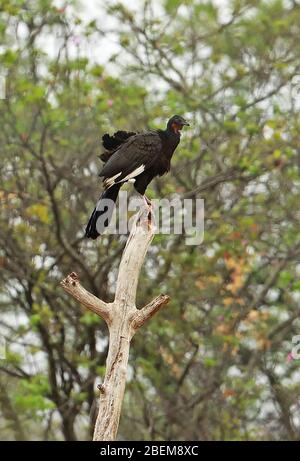 White-winged Guan (Penelope albipennis) adult perched on top of dead snag, endangered endemic species  Chaparri, Peru                      February Stock Photo
