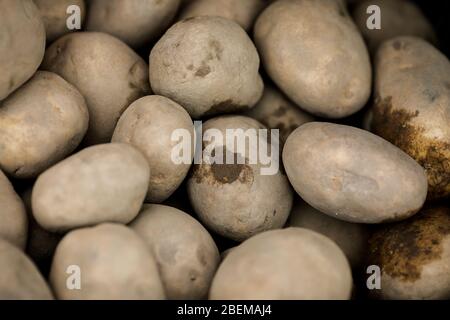 Shallow depth of field (selective focus) image with white potatoes on sale on a vegetables street stall. Stock Photo