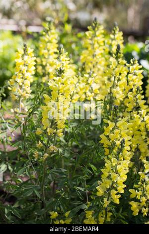 Thermopsis chinensis 'Sophia'. Stock Photo