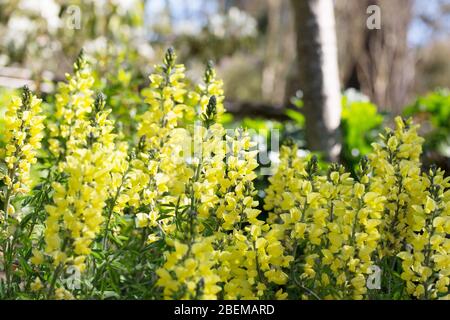 Thermopsis chinensis 'Sophia'. Stock Photo