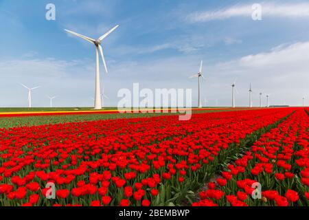 Red tulip field and wind turbines in the Noordoostpolder municipality, Flevoland Stock Photo