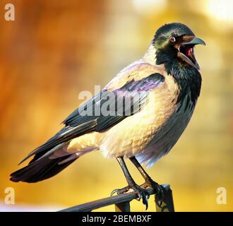 Hooded Crow (Corvus cornix) Stock Photo
