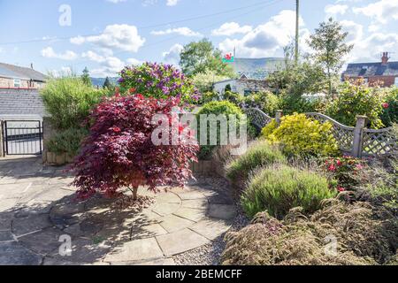 Paved garden of house with acer tree, shrubs and bedding, Abergavenny, Wales, UK Stock Photo