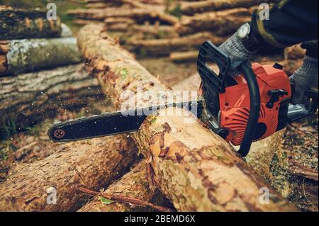 Chainsaw. Close-up of woodcutter sawing chain saw in motion, sawdust fly to sides. Concept bring down trees. Stock Photo