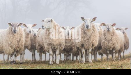 A herd of sheep on a farm in Northumberland in North East England on a misty morning in early spring. Stock Photo