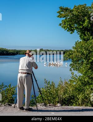 A senior man tourist photographs white pelicans on a Florida birdwatching vacation, during visit to Ding Darling Wildlife Refuge on Sanibel Island. Stock Photo