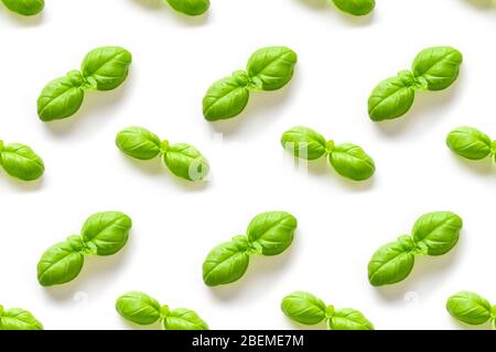 Seamless pattern of fresh wet basil leaves on white background. Food abstract texture. Stock Photo