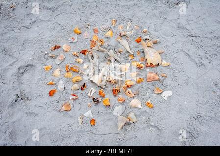 Sea shells arranged in a design on a sandy beach on Cayo Costa State Park in western Florida, an island with excellent shelling and few visitors. Stock Photo