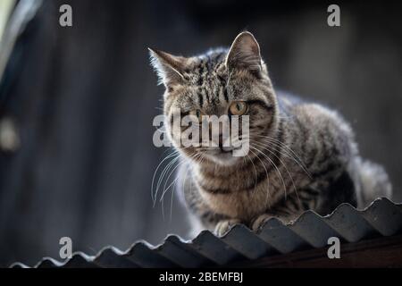 Gray and black stripped stray tabby cat perched on a tin metal roof in Kyoto Japan Stock Photo