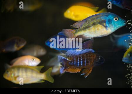 Beautiful colorful african cichlids swimming in aquarium Stock Photo