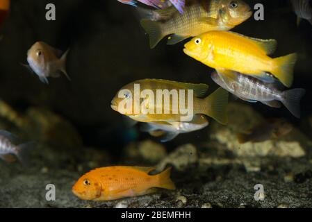Colorful mbuna cichlids african swimming in aquarium Stock Photo