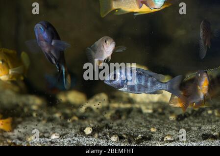 Beauty mbuna african cichlids swimming in aquarium Stock Photo