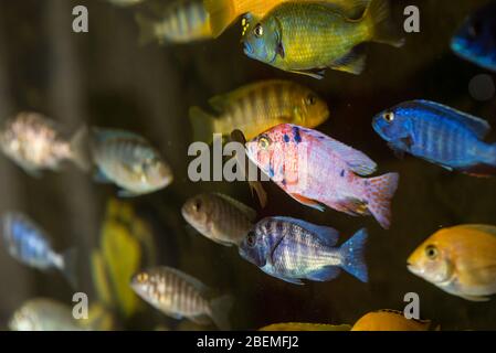 Colorful african cichlids  swimming in aquarium Stock Photo