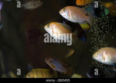 African cichlids males and females swimming in aquarium Stock Photo