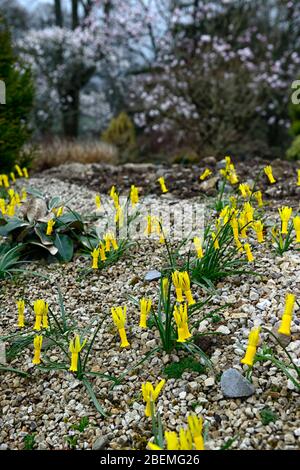 Narcissus cyclamineus,cyclamen-flowered daffodil,species daffodil,yellow flowers,flowering,spring,reflexed petals,reflex,petals,gravel bed,raised bed, Stock Photo