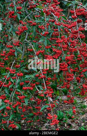 scarlet red berries,flowering,spring garden,RM Floral,Cotoneaster salicifolius,Weeping Cotoneaster,Hybridus Pendulus,red berries,red fruit,fruits,wint Stock Photo