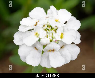 Perennial or Evergreen Candytuft - Iberis sempervirens  Closeup of flower Stock Photo