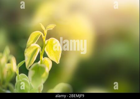Close-up Peperomia green leaves in garden on natural background Stock Photo