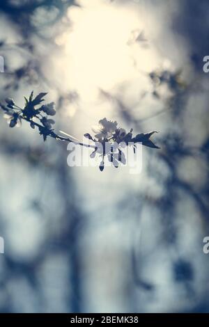 White dreamy flower tree in the sun Stock Photo