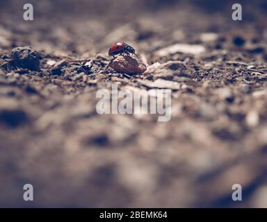 Small lady beetle on a forest road Stock Photo