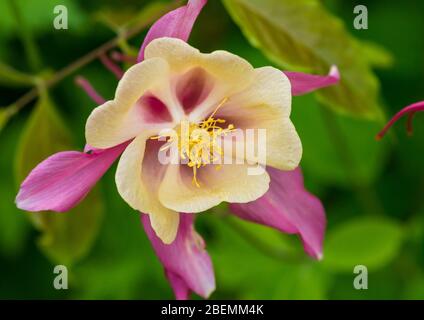 A macro shot of a pretty aquilegia bloom. Stock Photo