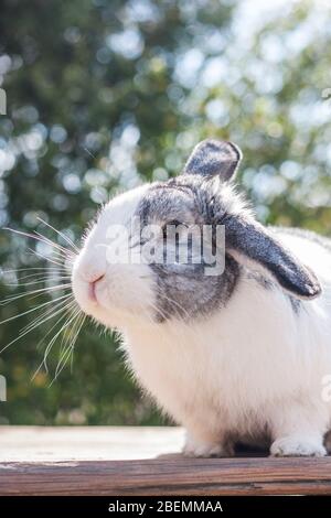 Portrait of an adorable gray and white dutch rabbit bunny Stock Photo