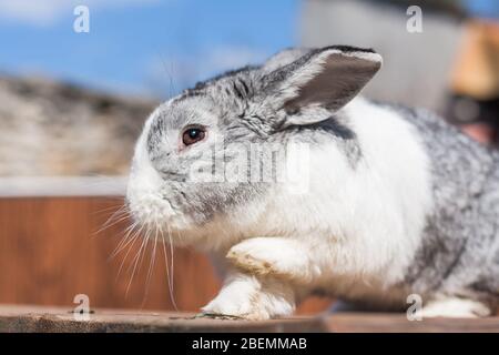 Portrait of an adorable dutch rabbit bunny with paw up Stock Photo