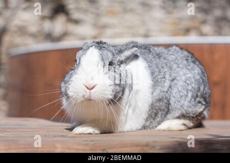 Full length adorable white and gray dutch rabbit bunny Stock Photo