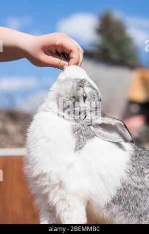 Dutch rabbit eating a treat from owner hand Stock Photo