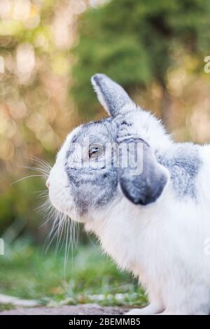 Portrait of a cute dutch rabbit, adorable bunny Stock Photo