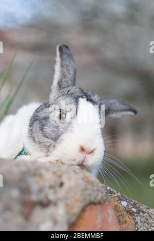 Portrait of a cute dutch rabbit, adorable bunny Stock Photo