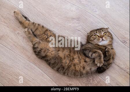 Adult Scottish Fold funny cat lies on the wooden floor Stock Photo