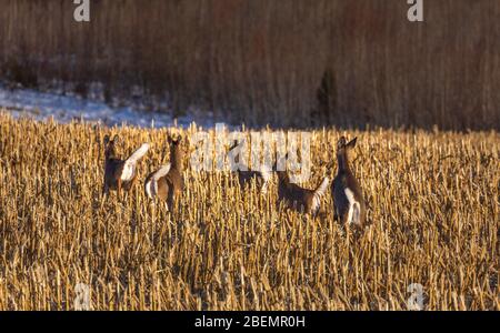 Whitetail does and fawns in a cut cornfield. Stock Photo
