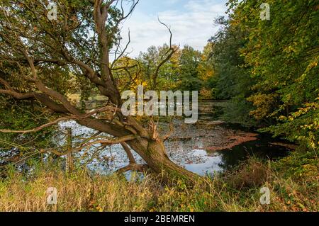 Lake in the Duvenstedter Brook nature reserve in Hamburg Stock Photo