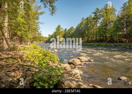 River with rapids and evergeen trees on a sunny morning Stock Photo