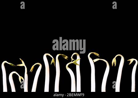 Macro of soy beansprouts (Glycine max) spread and isolated on a black background. Concept of healthy eating and nutrition, vegan and vegetarian diet, Stock Photo