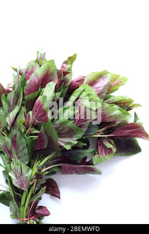 Close up of Amaranthus tricolor or known as Red Amaranth isolated against white background