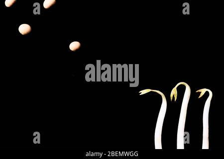 Macro of soy beans and beansprouts (Glycine max) isolated on a black background. Concept of healthy eating and nutrition, vegan and vegetarian diet, o Stock Photo