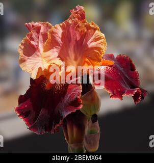 The deep burgundy falls of this beautiful iris is dramatically set off by its bright orange beards, and dark peach petals. Stock Photo