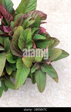 Close up of Amaranthus tricolor or known as Red Amaranth isolated